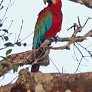 Ara chloroptère