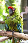 Great Green Macaw