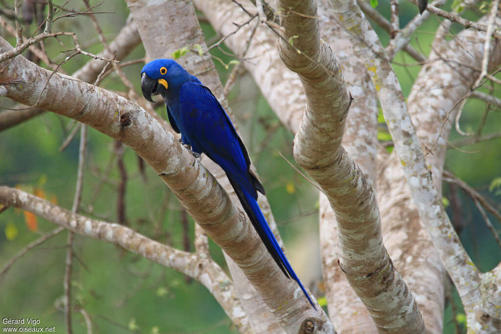 Hyacinth Macawadult, identification