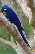 Hyacinth Macaw