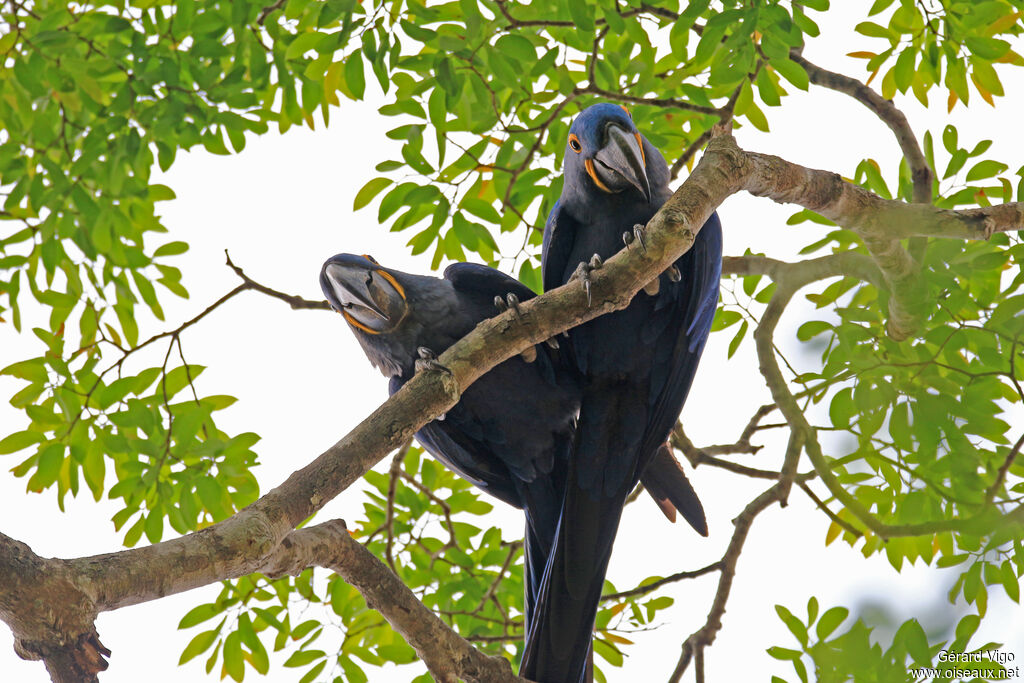 Hyacinth Macawadult