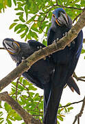 Hyacinth Macaw