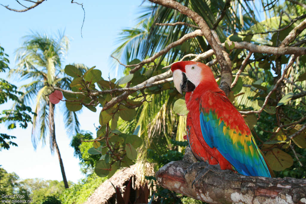 Scarlet Macawadult, aspect