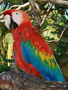 Scarlet Macaw