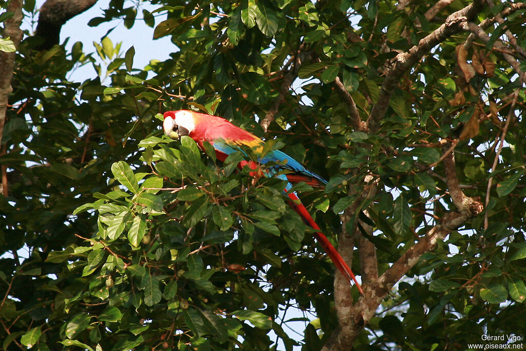 Ara rougeadulte