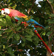 Scarlet Macaw