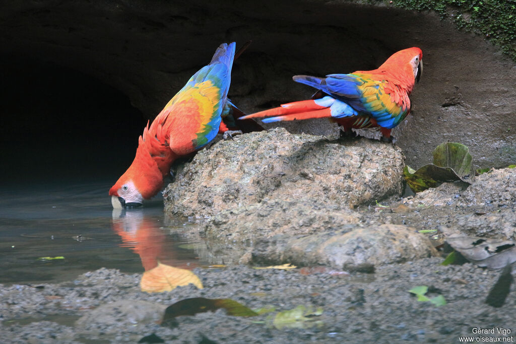 Scarlet Macawadult