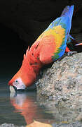 Scarlet Macaw