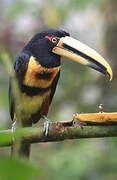 Pale-mandibled Aracari