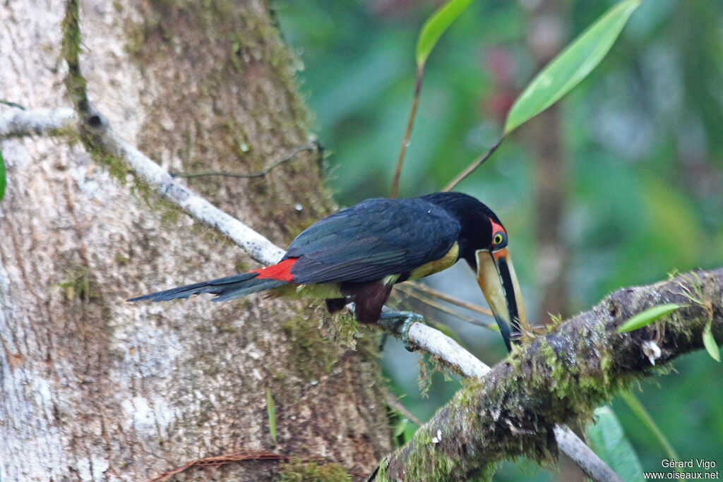 Pale-mandibled Aracariadult