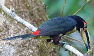 Pale-mandibled Aracari