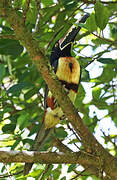 Collared Aracari