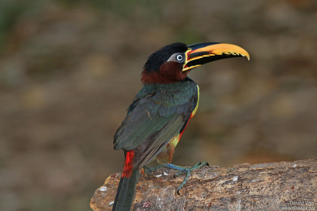 Araçari à oreillons rouxadulte