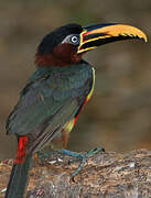 Chestnut-eared Aracari