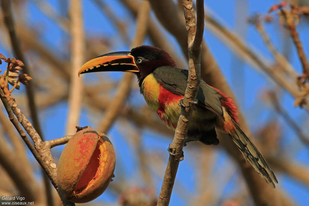 Chestnut-eared Aracariadult, aspect