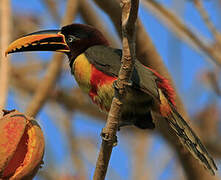 Chestnut-eared Aracari