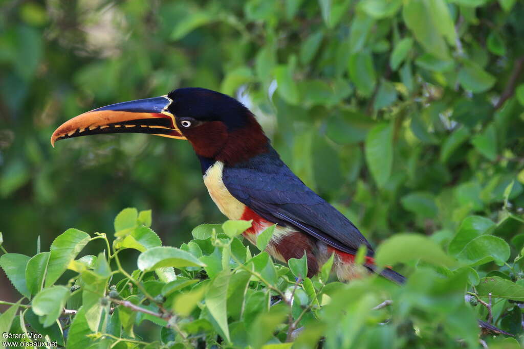 Chestnut-eared Aracariadult, aspect, pigmentation