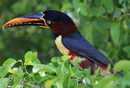 Chestnut-eared Aracari