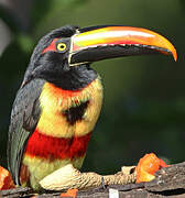 Fiery-billed Aracari