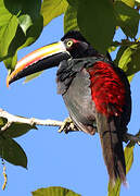 Fiery-billed Aracari