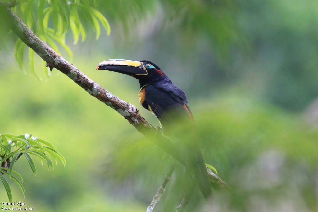 Many-banded Aracari male adult, identification