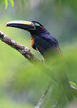 Manybanded Aracari Pteroglossus pluricinctus