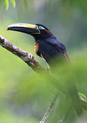 Many-banded Aracari