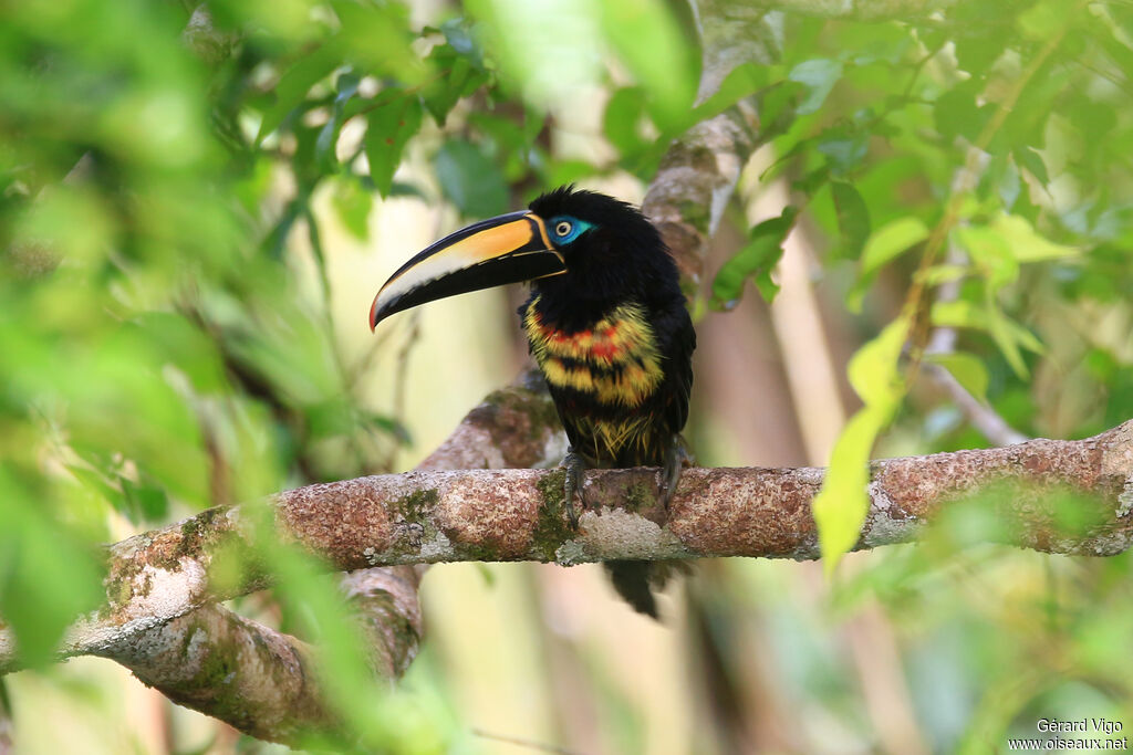 Many-banded Aracariadult