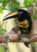 Many-banded Aracari