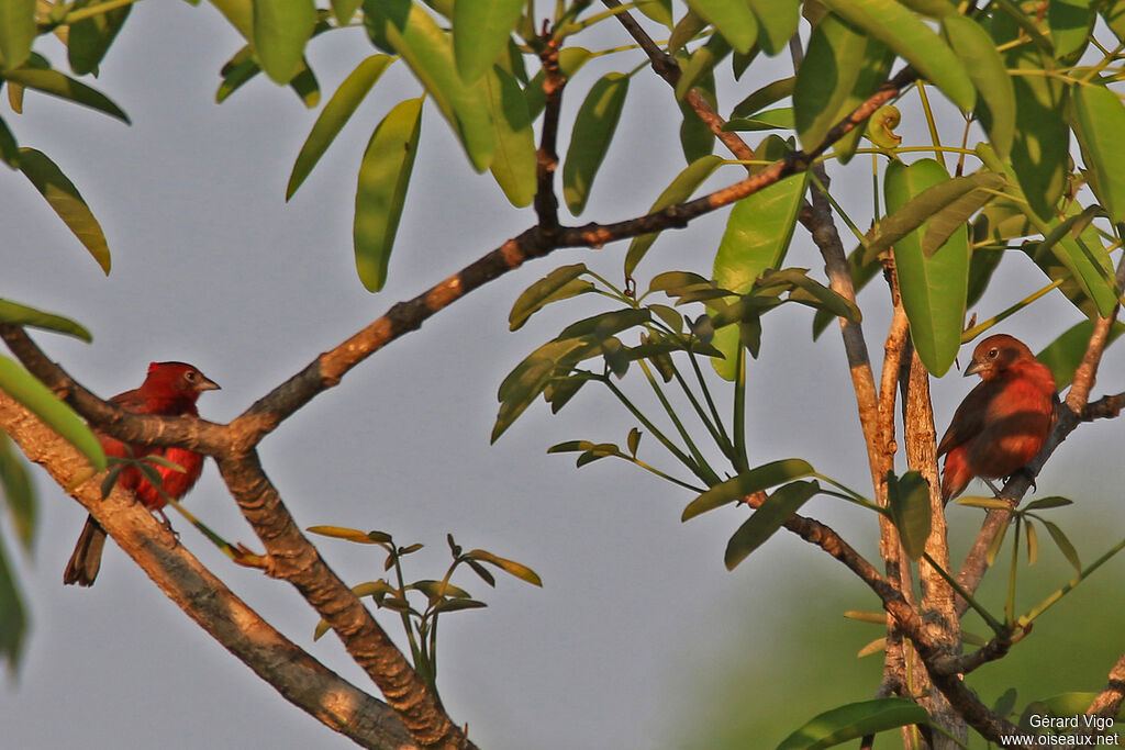 Red Pileated Finchadult