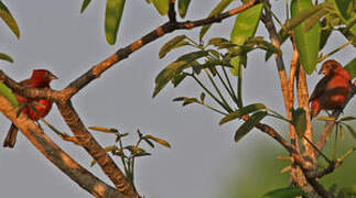 Red Pileated Finch