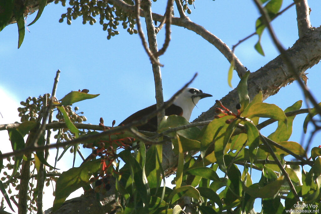 Three-wattled Bellbirdadult