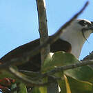 Araponga tricaronculé