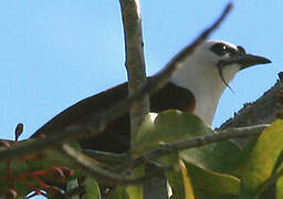 Three-wattled Bellbird