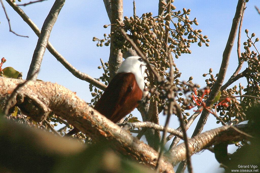 Araponga tricaronculéadulte