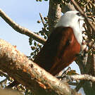 Araponga tricaronculé