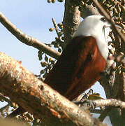 Three-wattled Bellbird