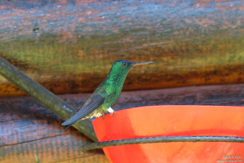 Indigo-capped Hummingbirdadult