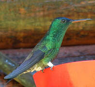 Indigo-capped Hummingbird