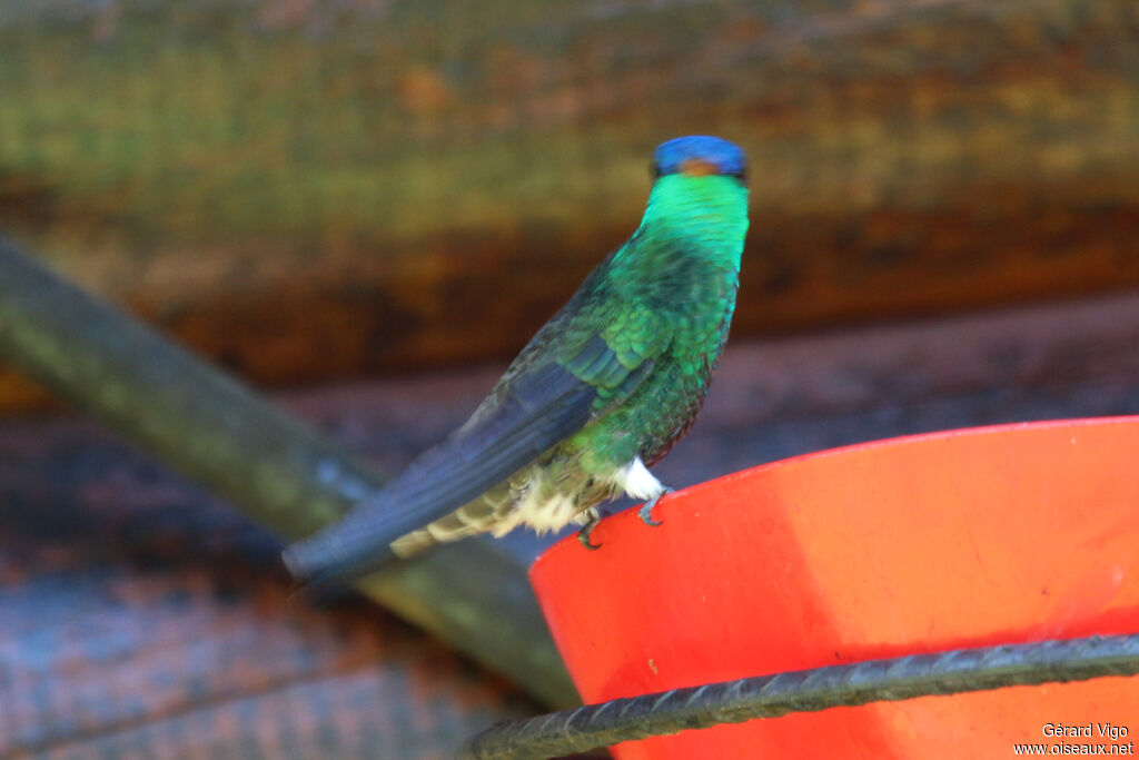 Indigo-capped Hummingbirdadult