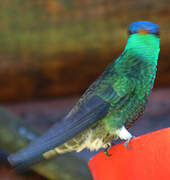 Indigo-capped Hummingbird