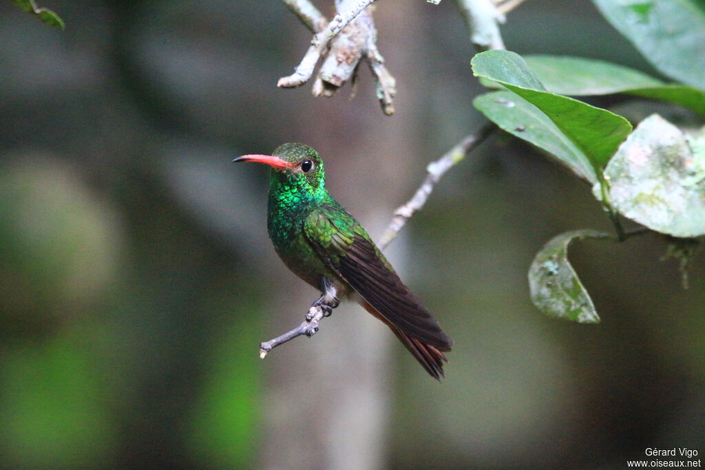 Rufous-tailed Hummingbirdadult