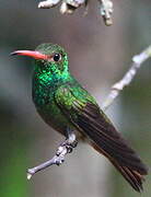 Rufous-tailed Hummingbird