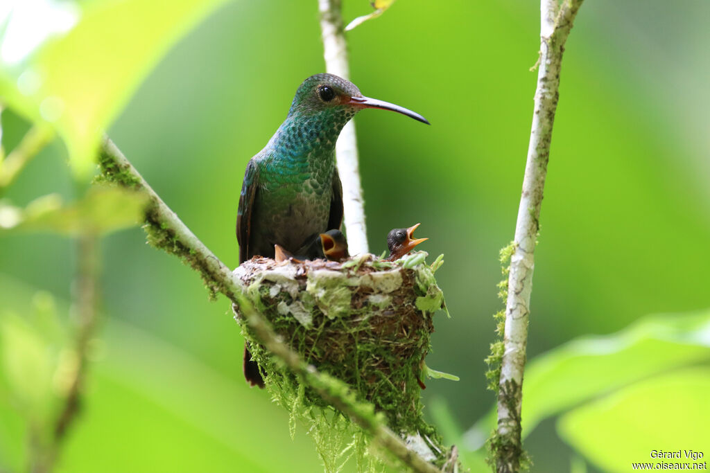 Rufous-tailed Hummingbird, Reproduction-nesting