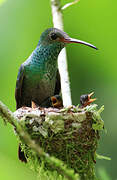 Rufous-tailed Hummingbird