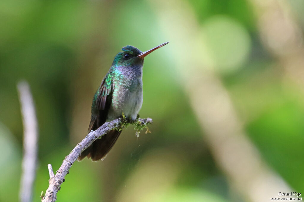 Blue-chested Hummingbirdadult