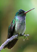 Blue-chested Hummingbird