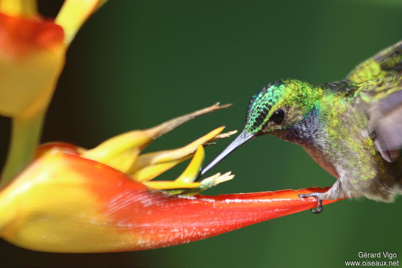 Charming Hummingbird female adult