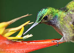 Charming Hummingbird