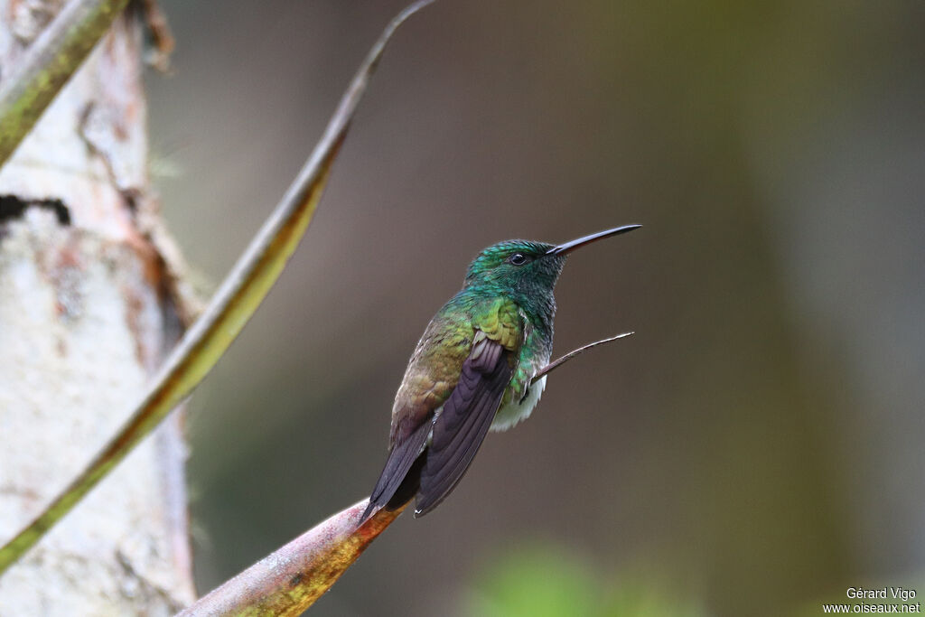 Snowy-bellied Hummingbirdadult